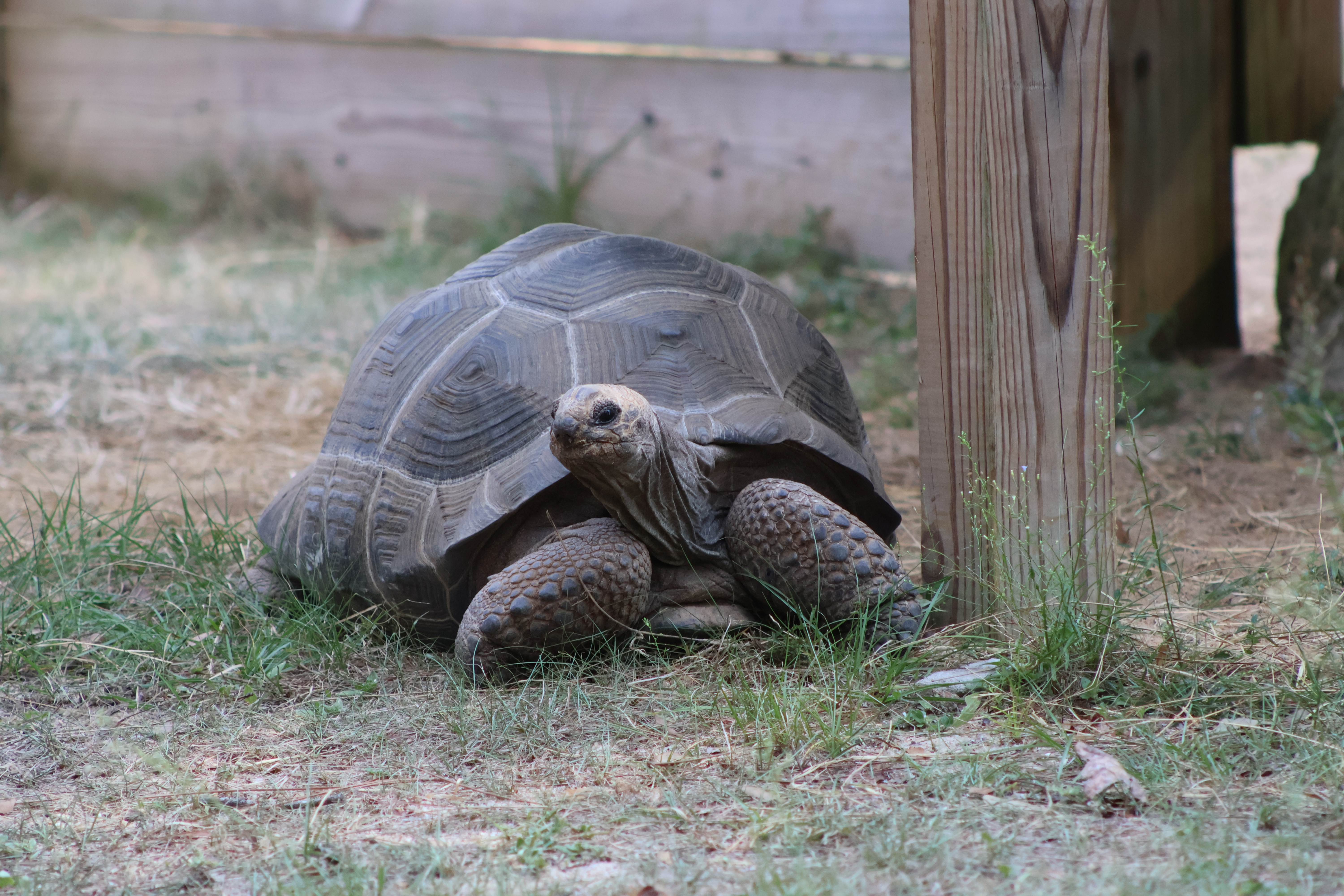 Aldabra giant tortoise