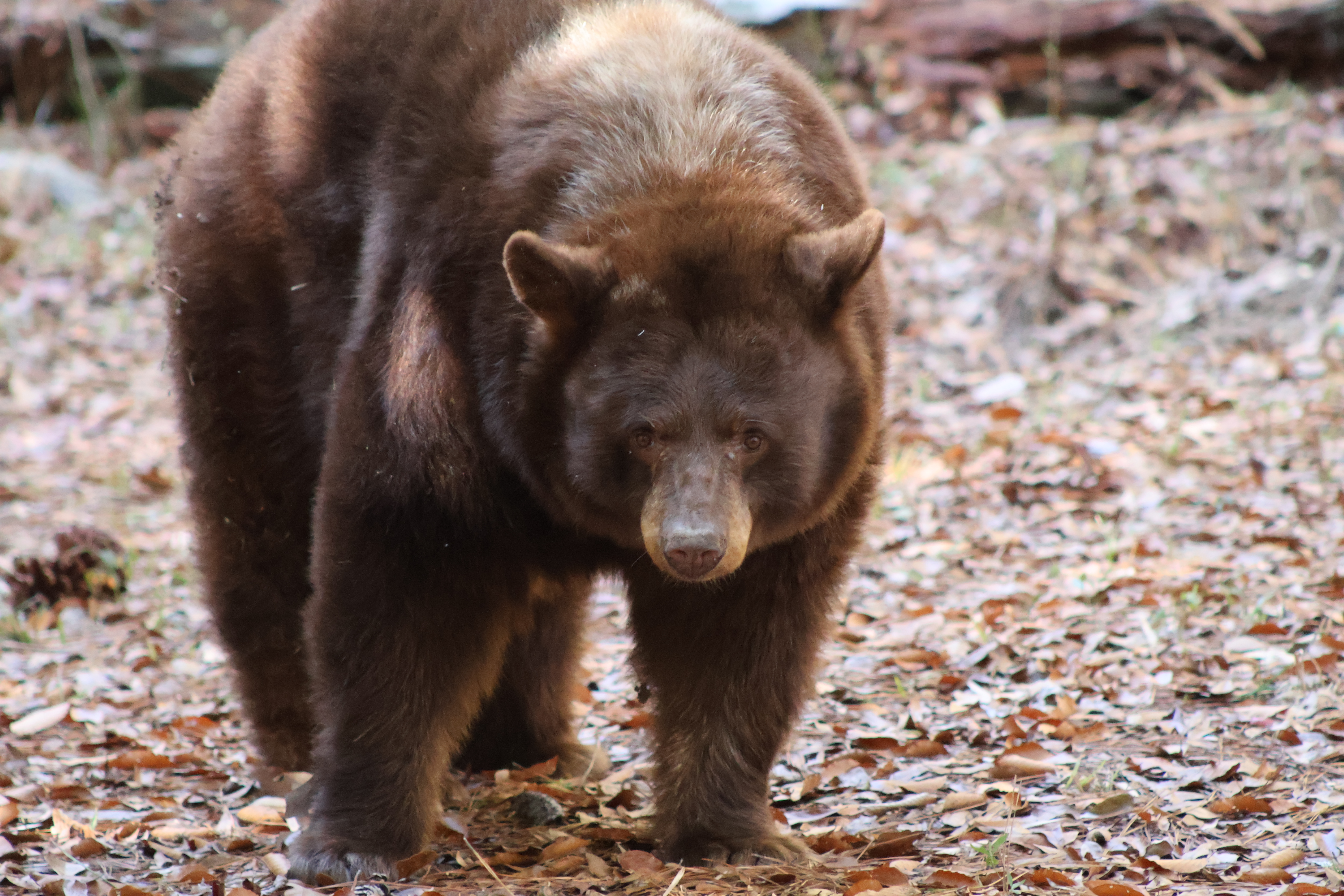 American black bear