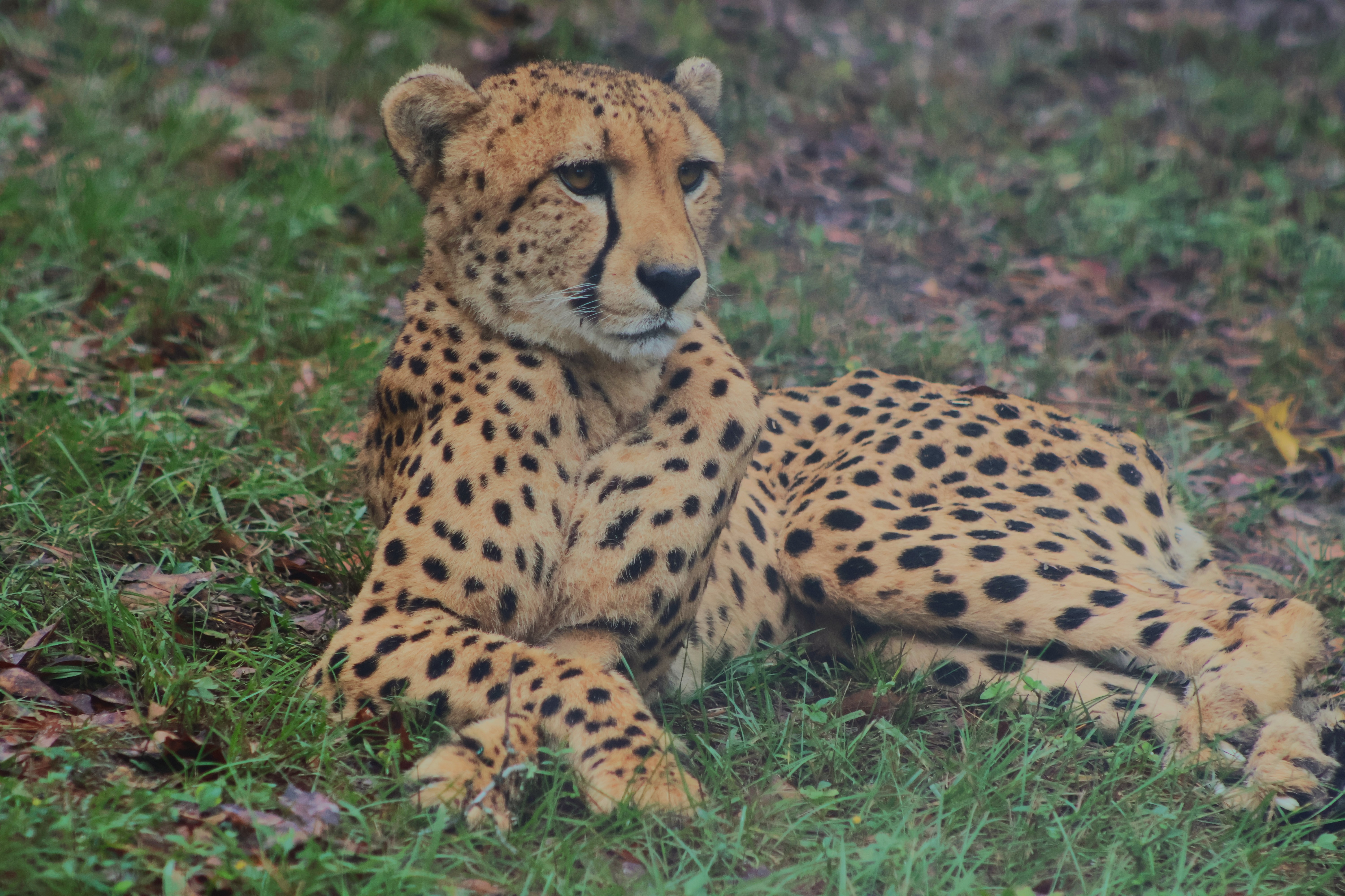 Cheetah