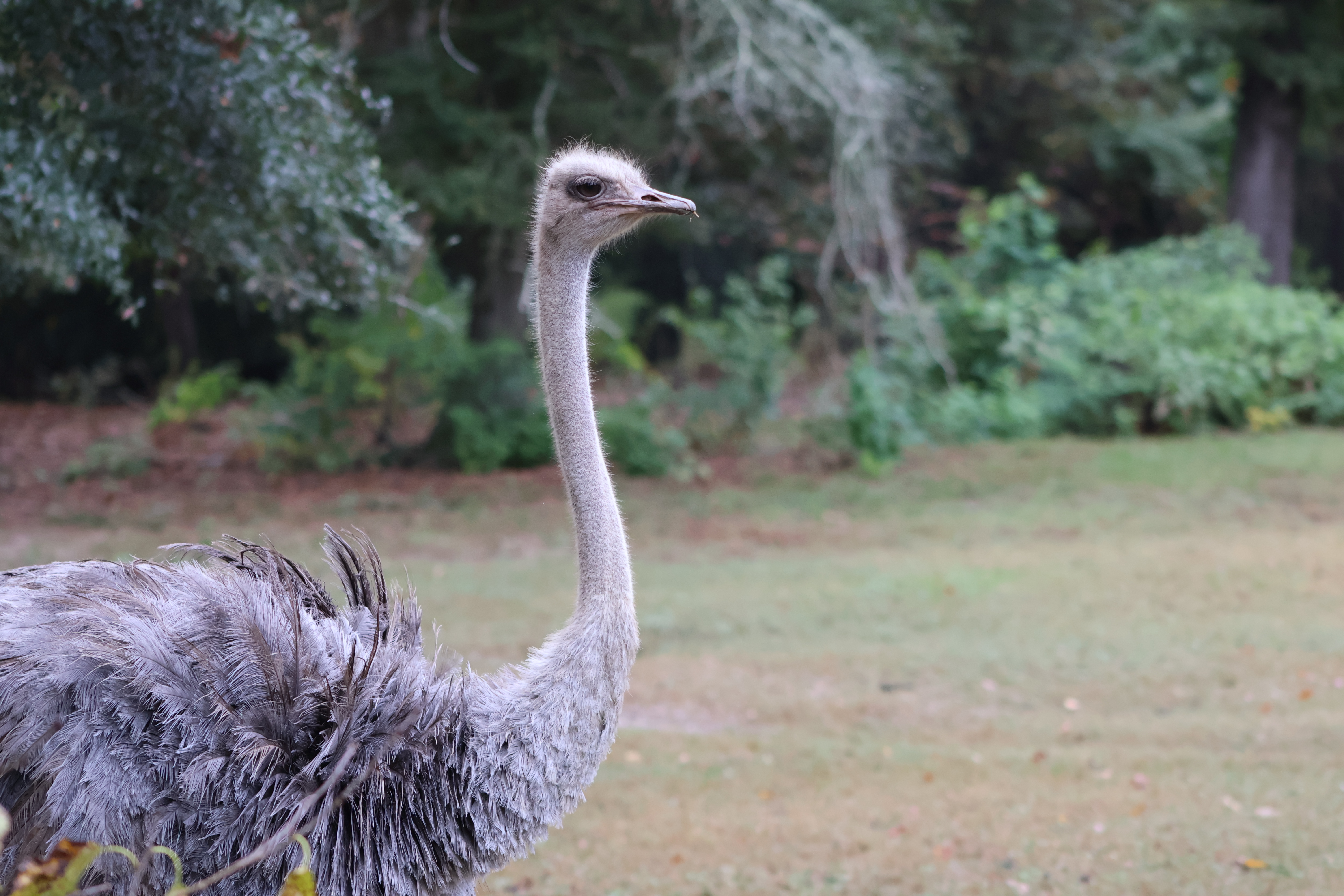 Common Ostrich