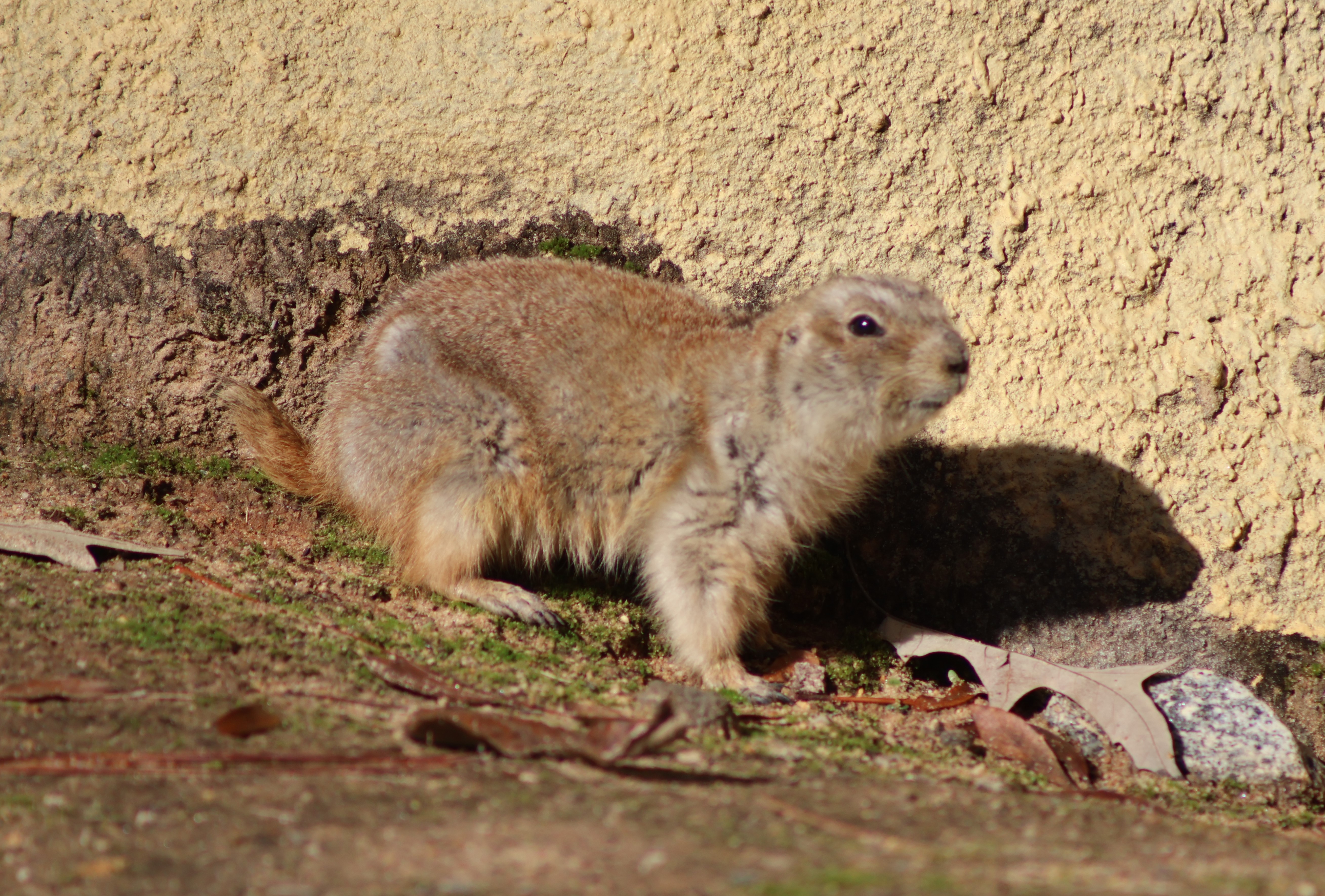 Black-tailed prairie dog