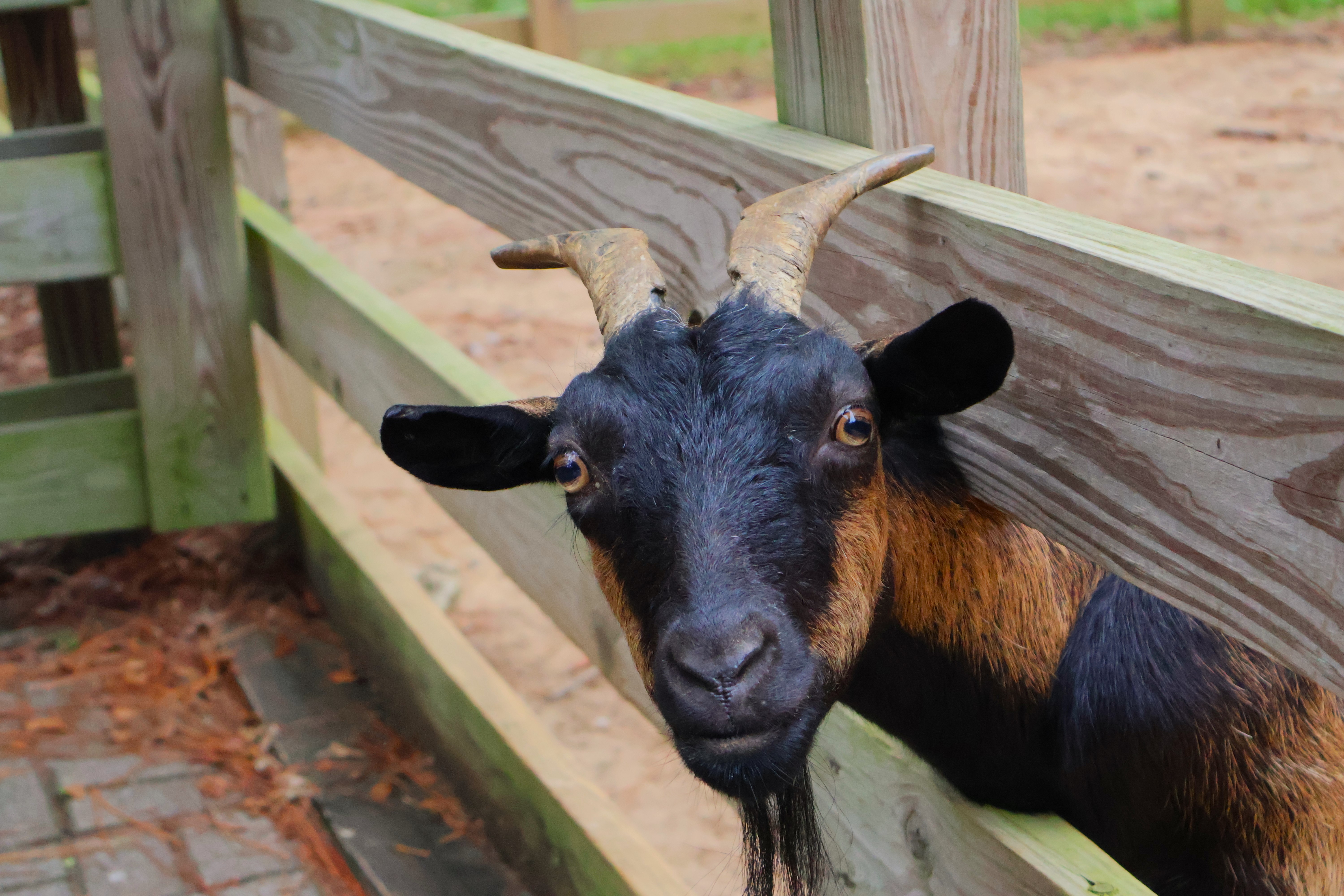Domestic goat