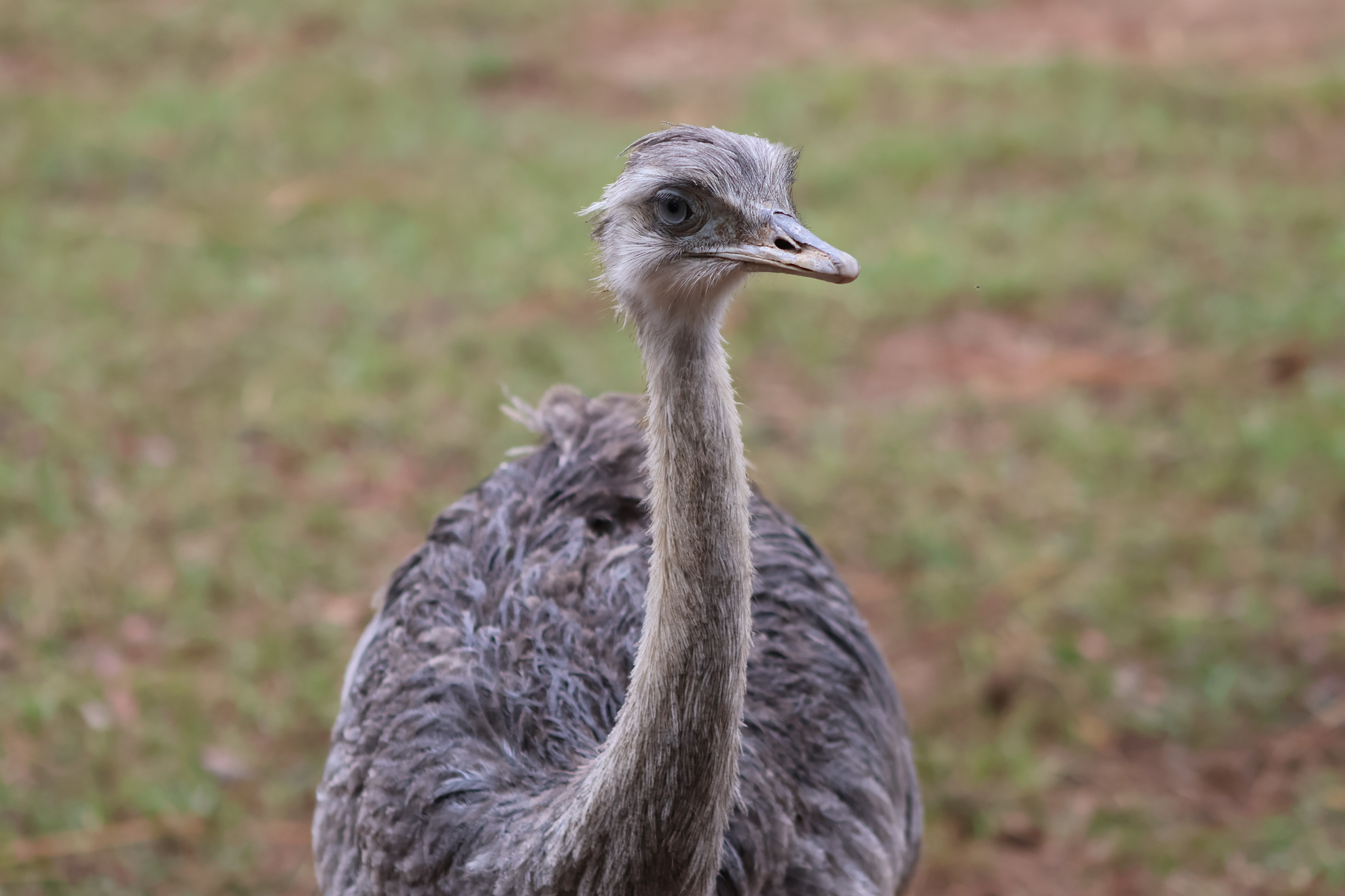 Lesser rhea