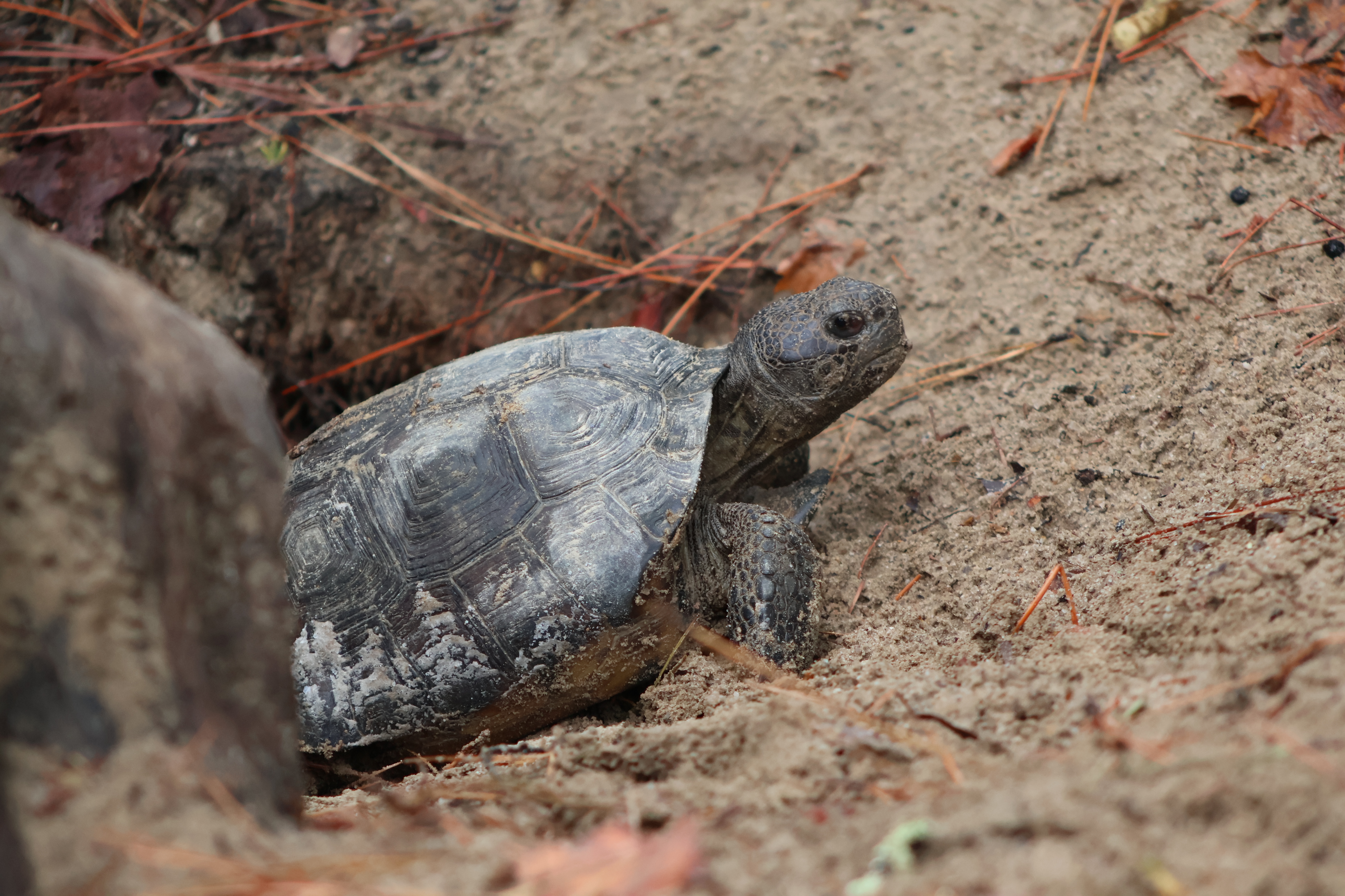 Gopher Tortoise