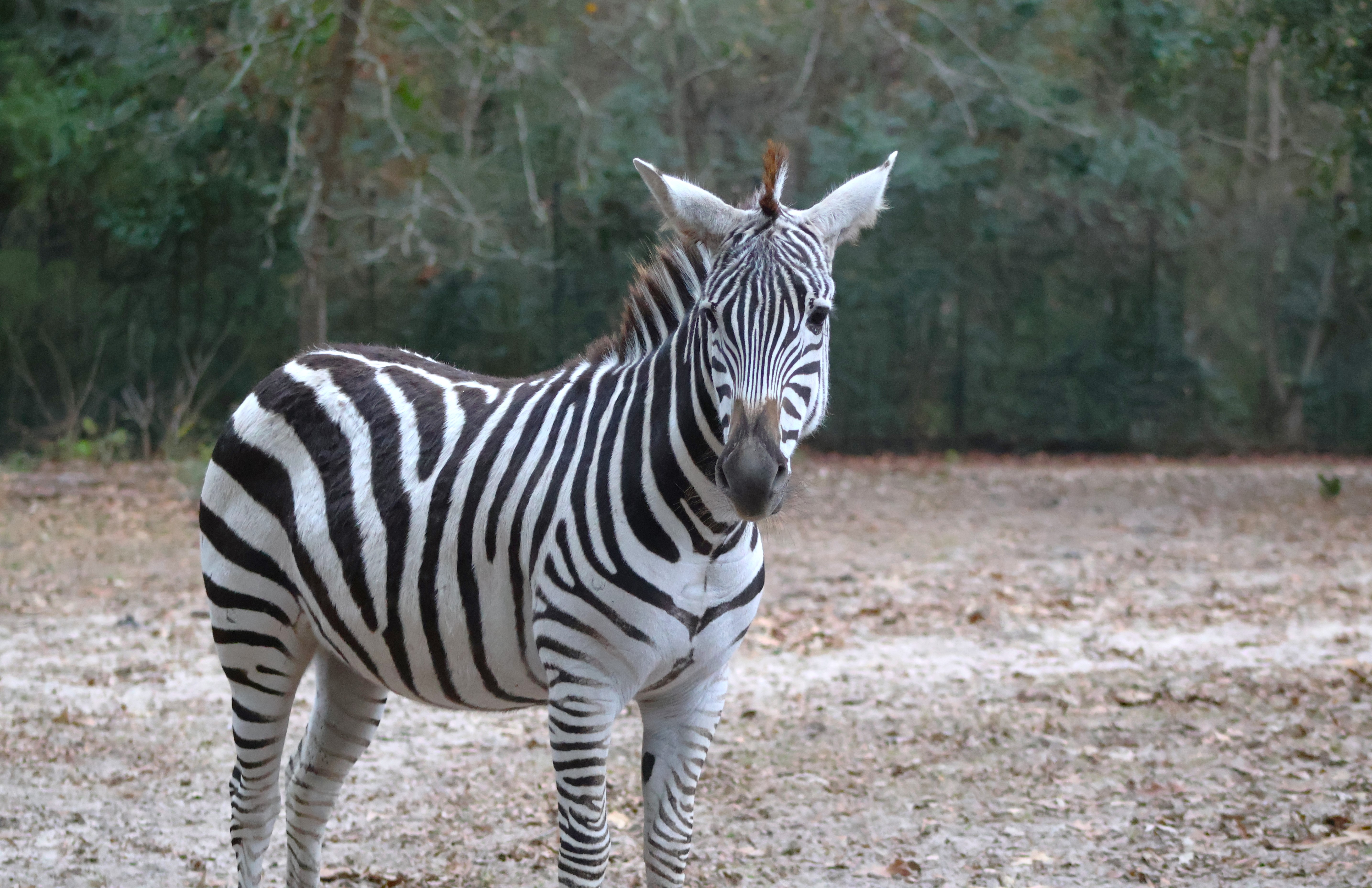 Plains zebra