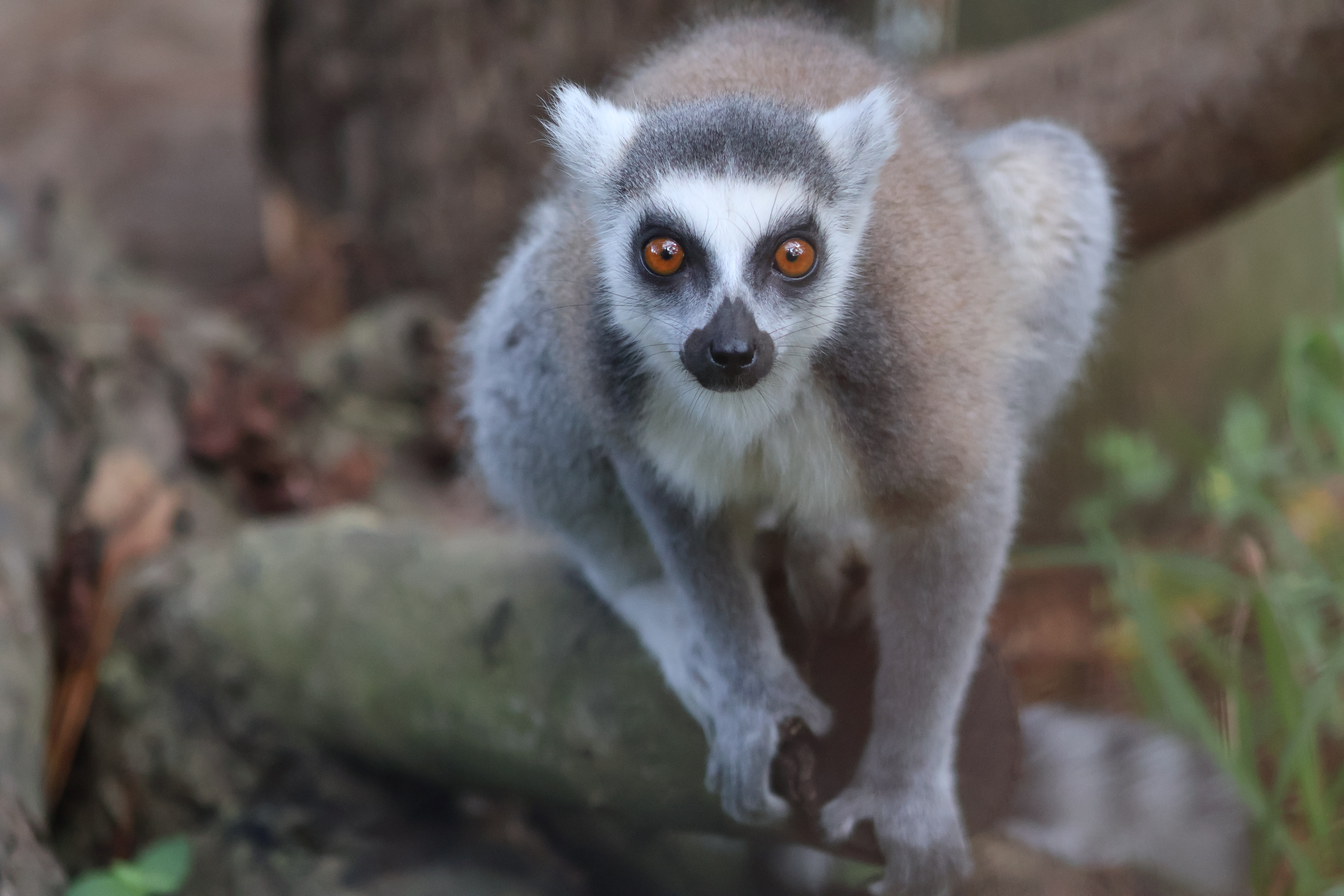 Ring-tailed lemur