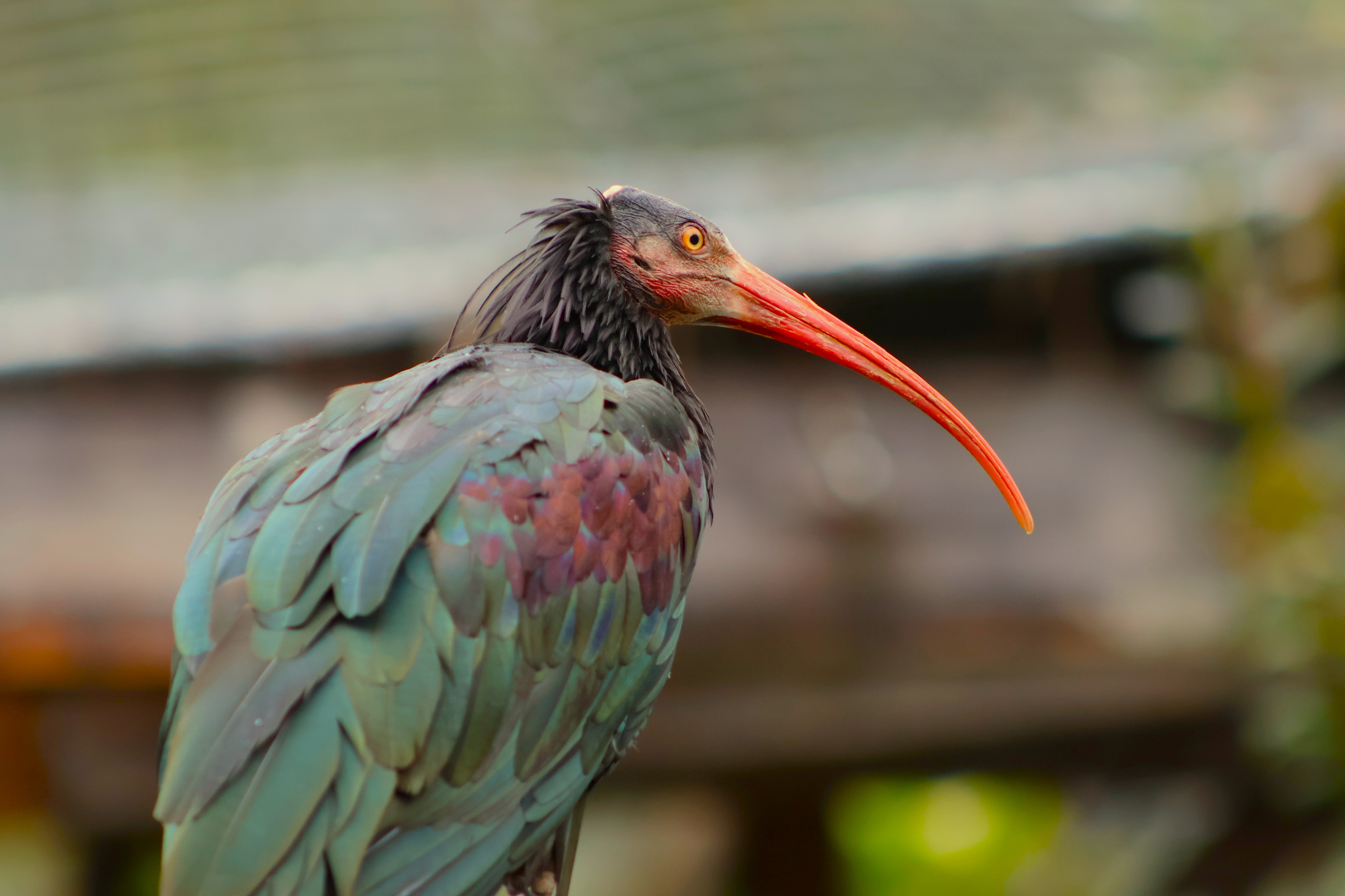 Waldrapp ibis