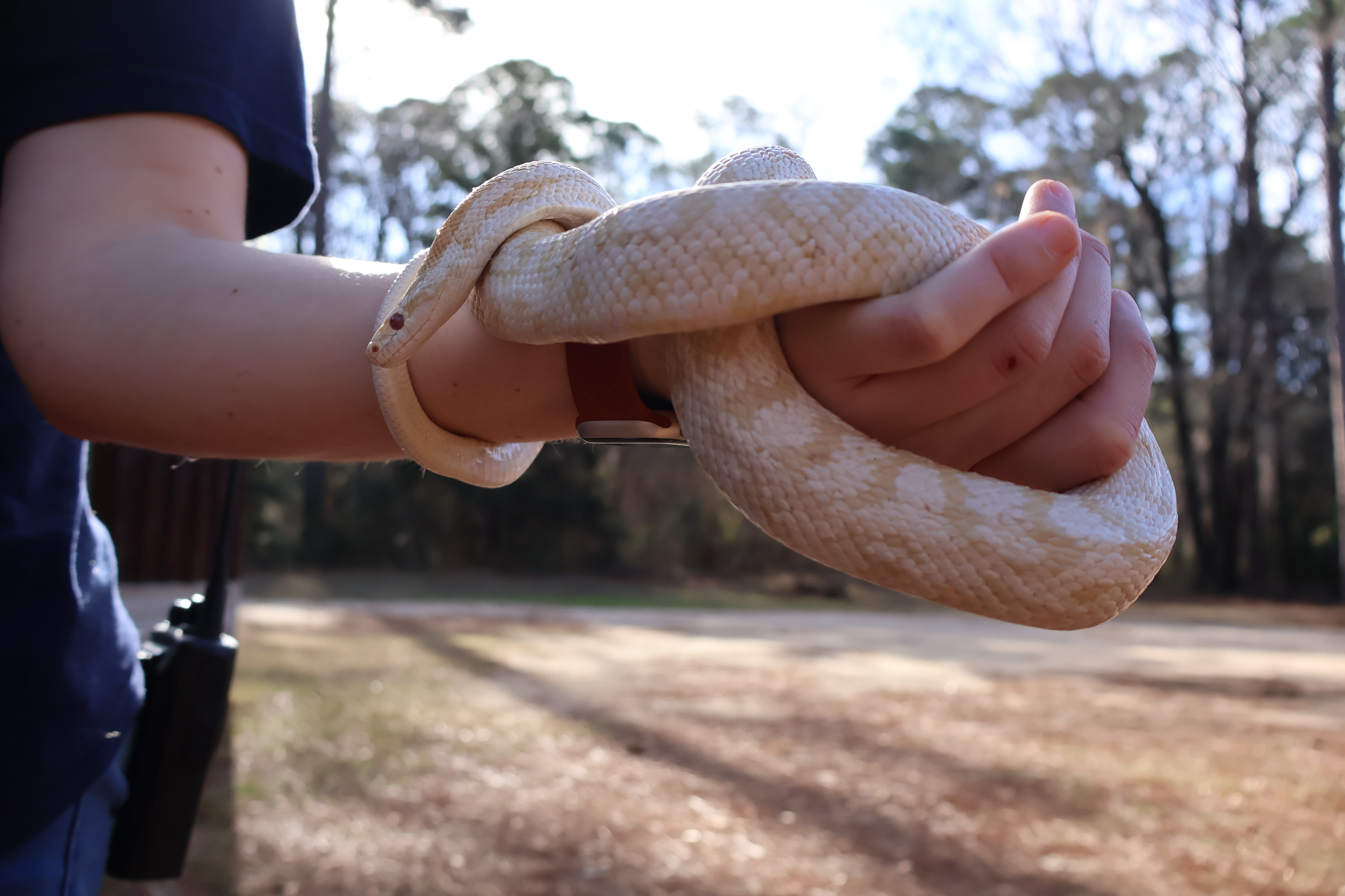 Corn snake