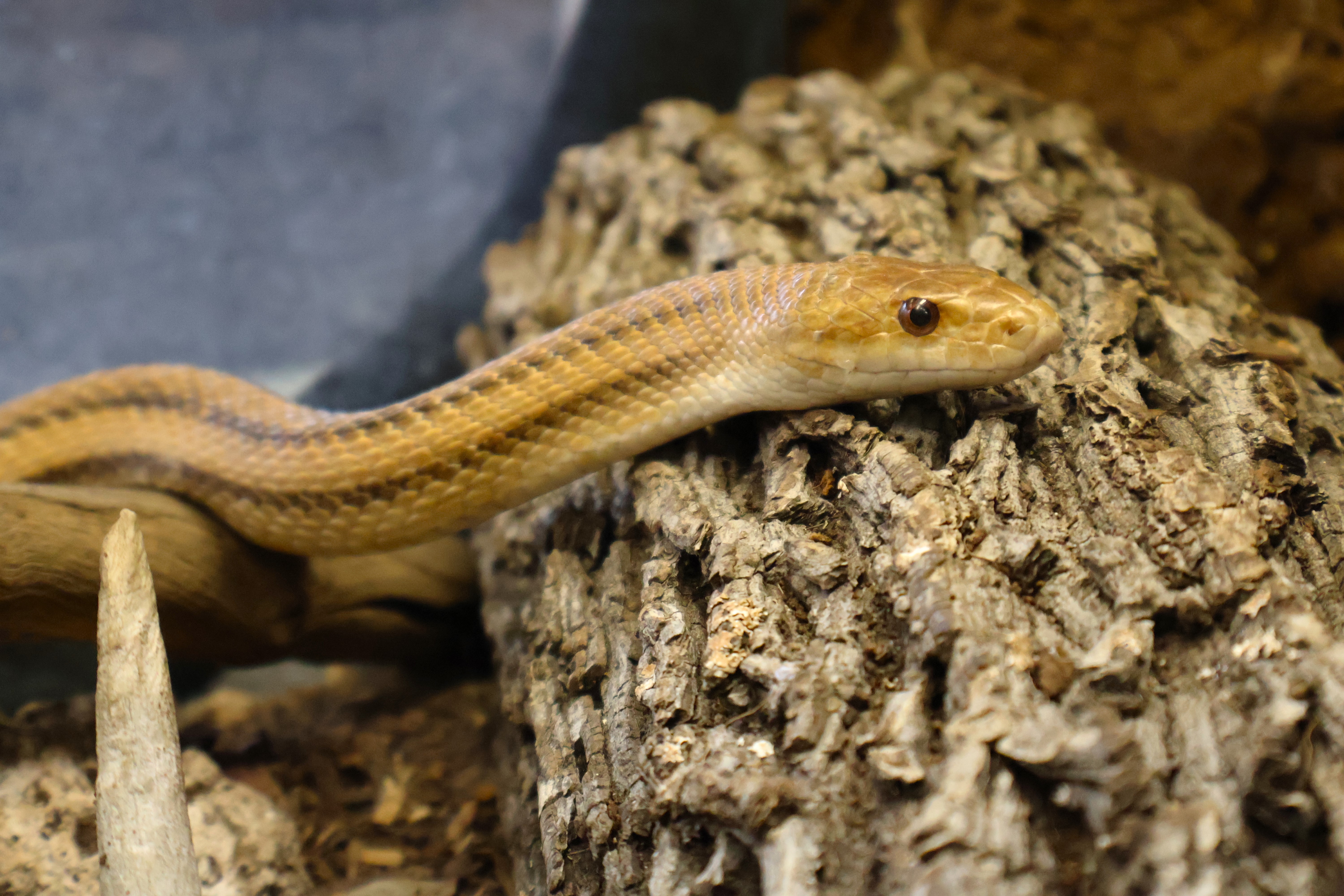Western ratsnake