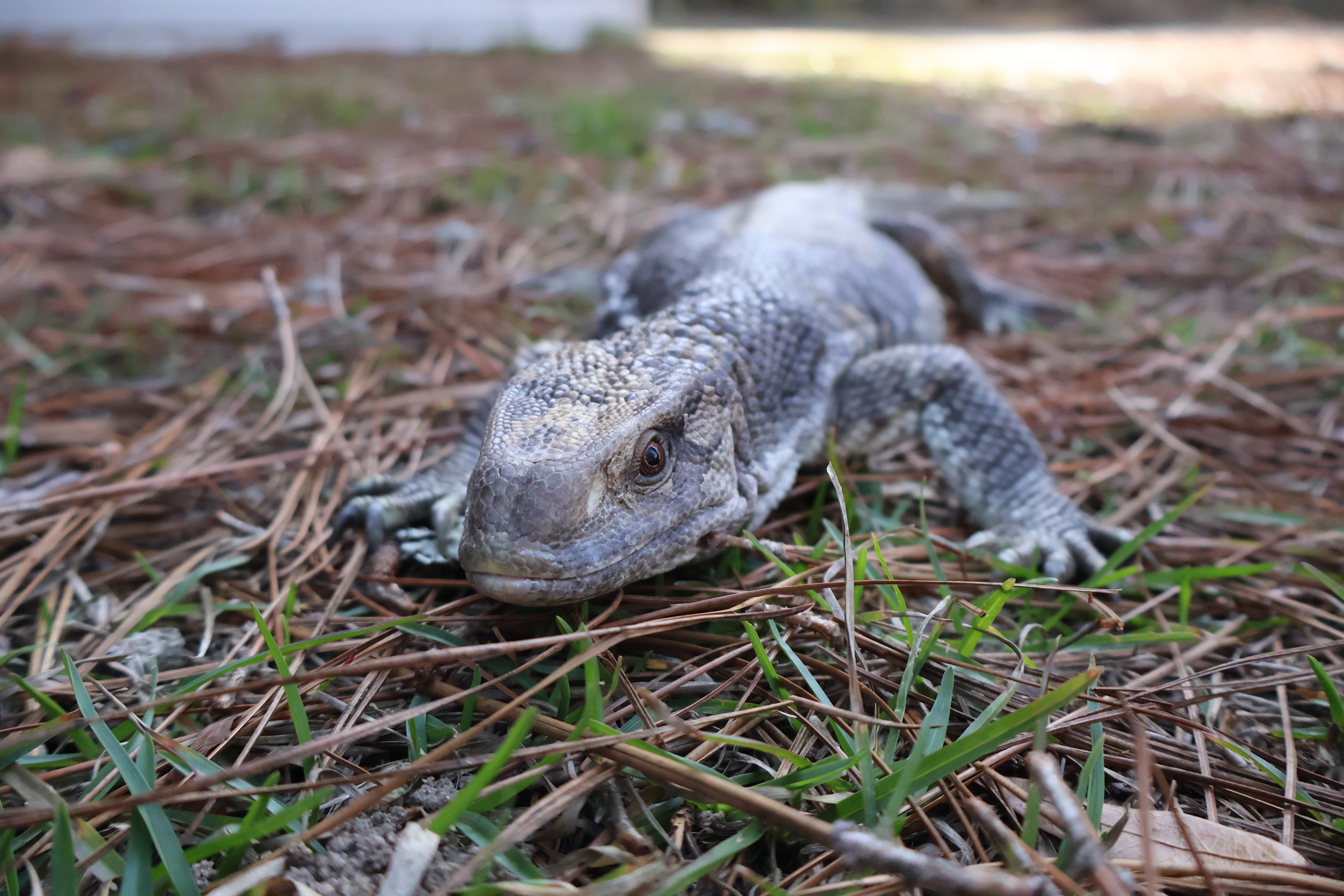 Savanna monitor