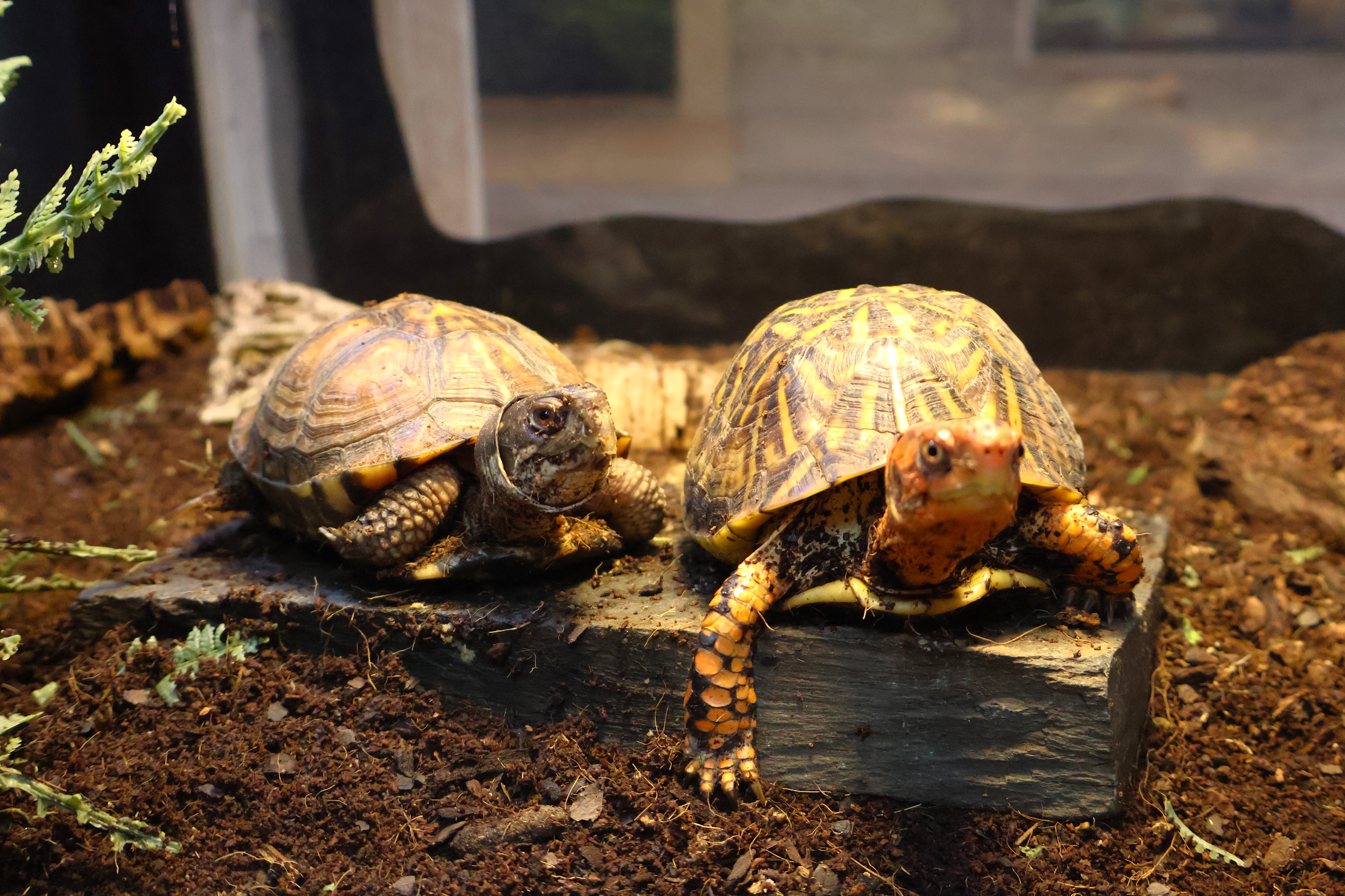 Eastern Box Turtle